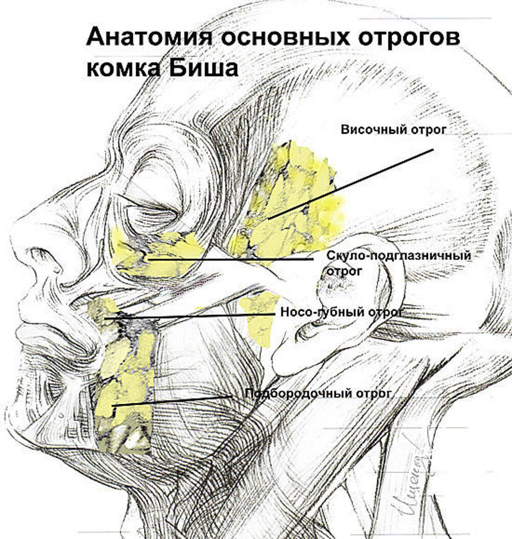 Мягкое тело щеки. Жировой комок Биша топографическая анатомия. Жировой комок щеки топографическая анатомия. Комок Биша топографическая анатомия. Жировое тело щеки Биша топографическая анатомия.