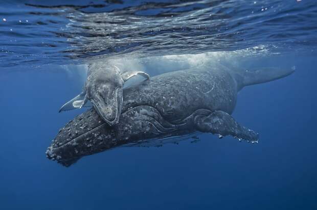 Самка горбатого кита и её малыш. земля, люди, природа, фото