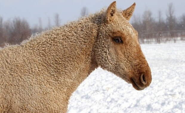 Кучерявая Забайкальская животные, интересное, лошадь, познавательно