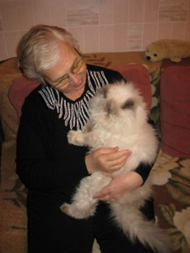 Кот в квартире