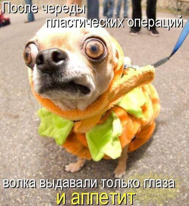Смешные картинки про собак Смешные картинки про собак