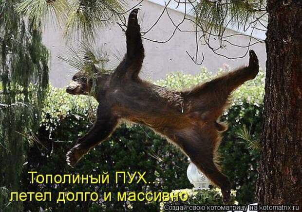 Котоматрица
