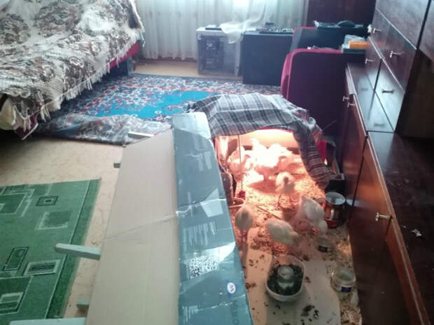 Инвестиции в еду.