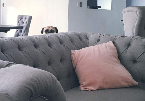 dog1