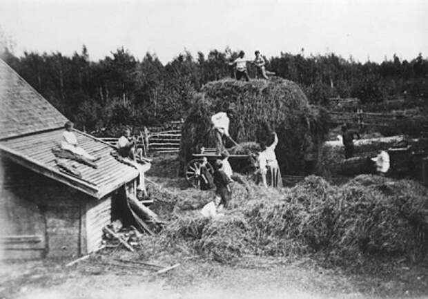 уборка сена в колонии бодрая жизнь в 1925 году