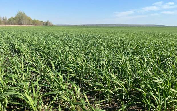 Рекордные урожаи и кадровый вопрос: Павел Малков отметил успехи АПК