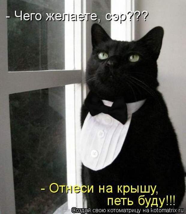 Лучшие котоматрицы - прикольные картинки Лучшие котоматрицы - прикольные картинки