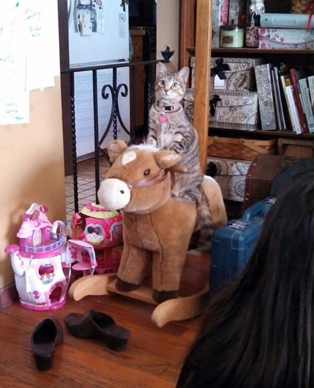 Кот на качалке. Кот на качалке.