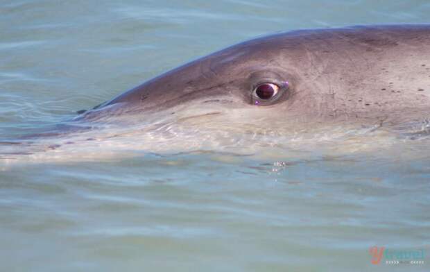 See wild dolphins in Bunbury, Western Australia