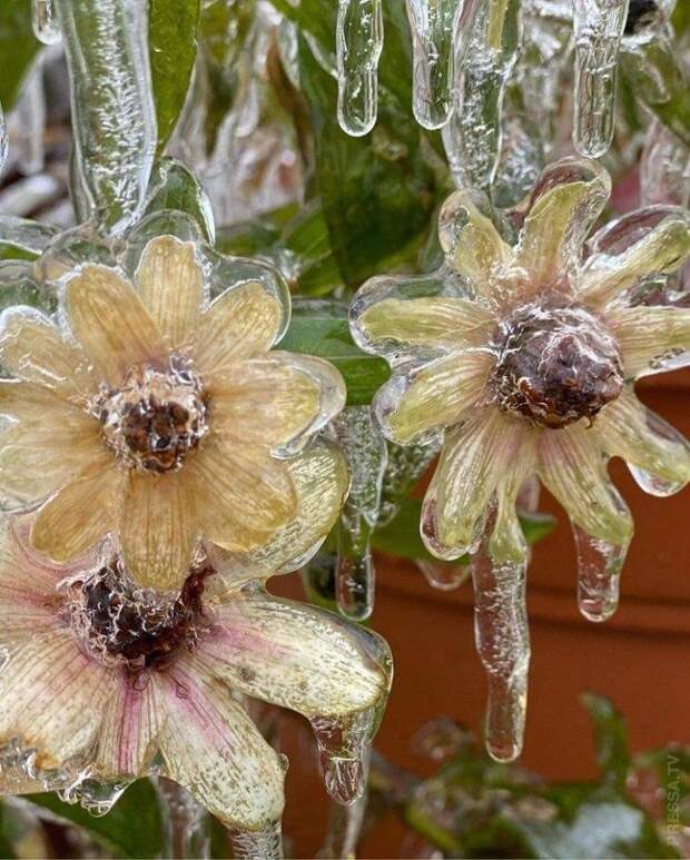 Лёд на цветках