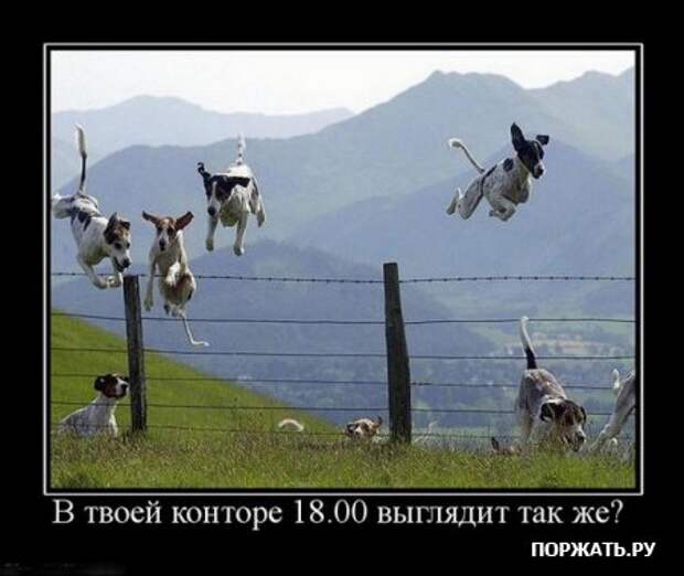 Демативаторы (21 фото)