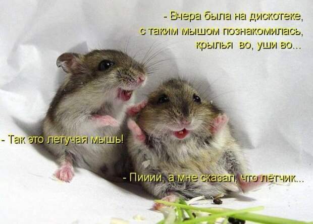 Кото матрица 7
