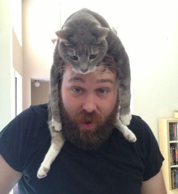 кошка вместо шапки 
