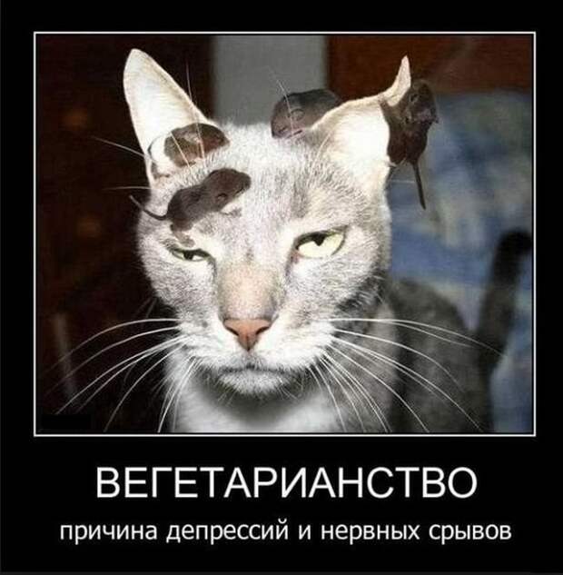 Демотиваторы 15/01 Демотиваторы 15/01