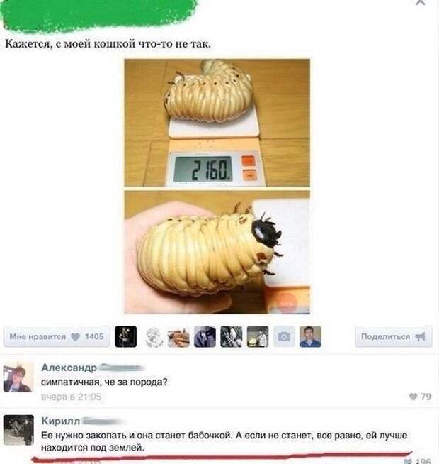 Комментарии дня. Отличные приколы!