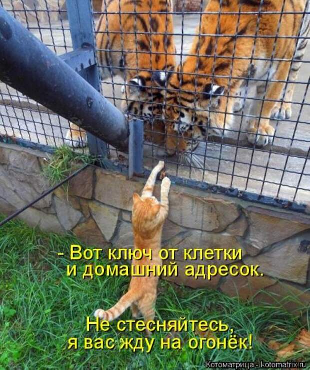 Новая и прикольная котоматрица на 22 сентября (29 фото)