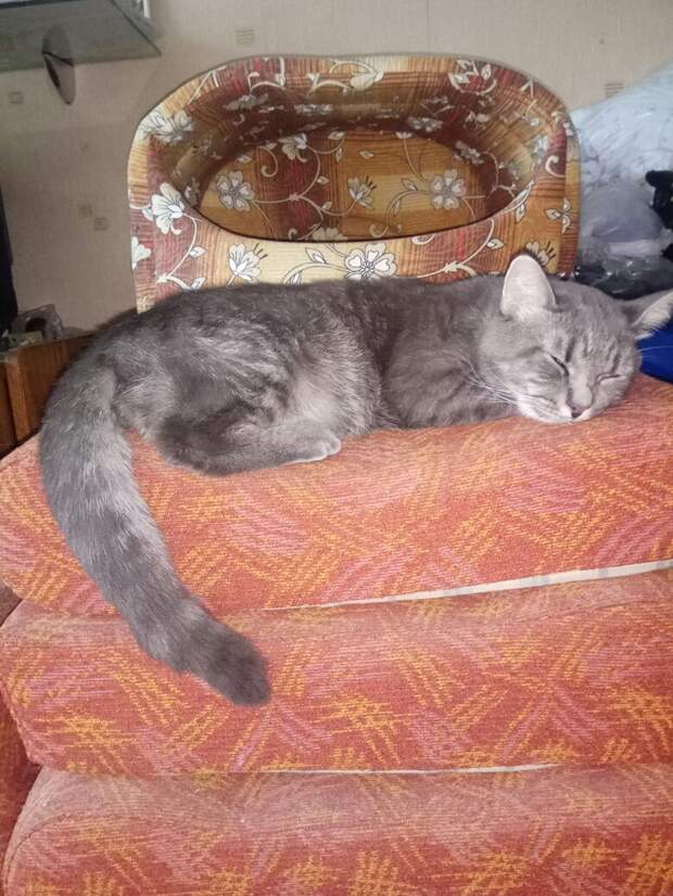 помощь коту спящий кот
