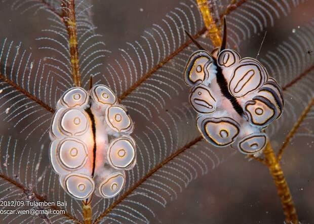 Удивительная красота морских моллюсков (31 фото)