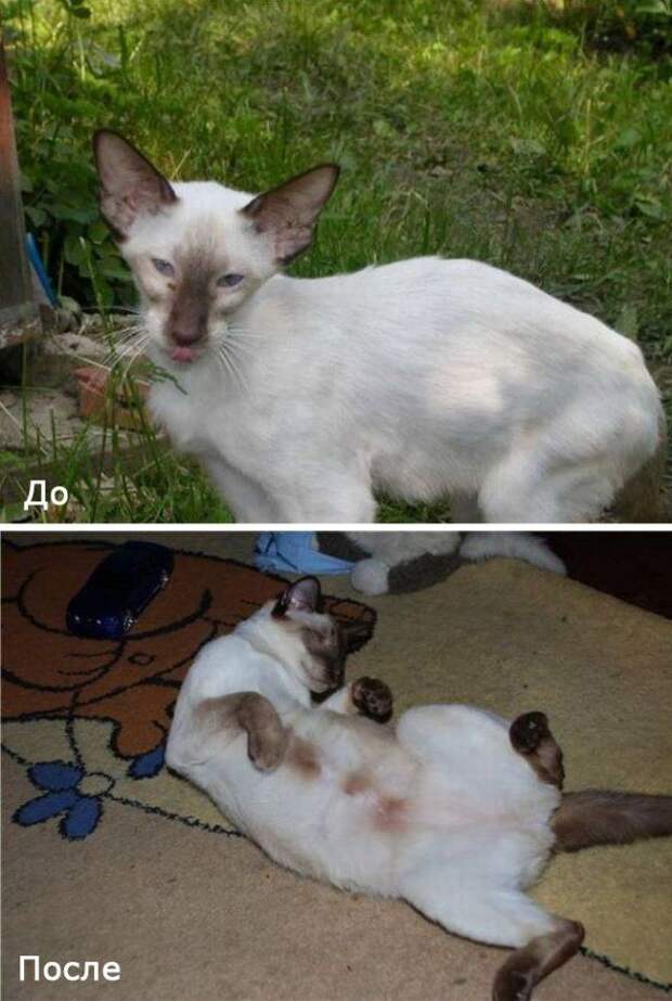 Бездомные кошки в добрых руках
