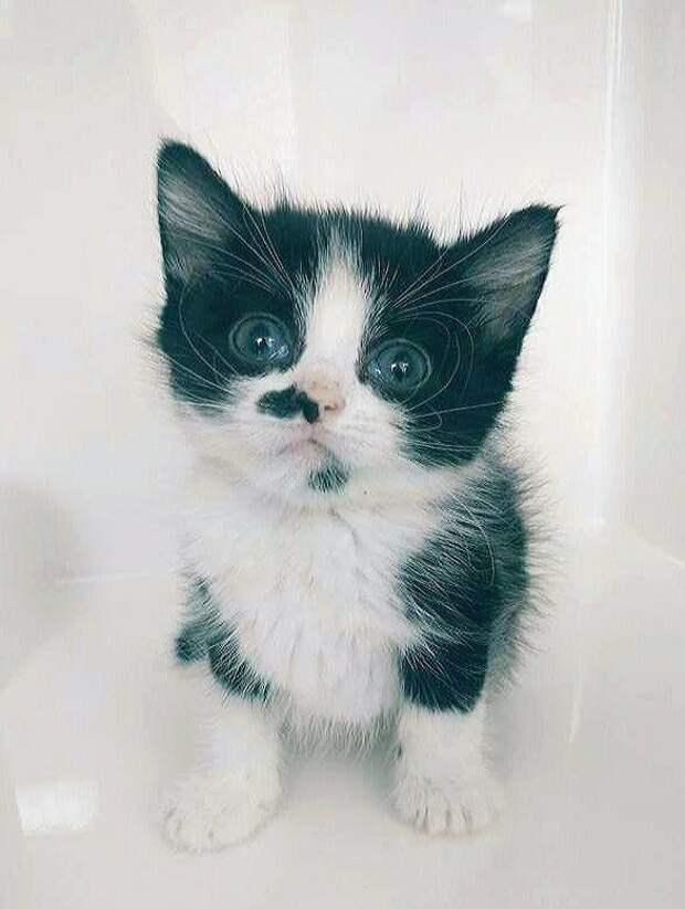 http://goodnewsanimal.ru/_nw/70/44174149.jpg