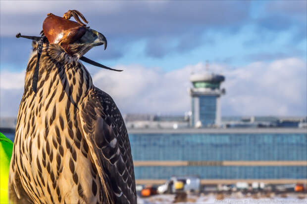 DME birds