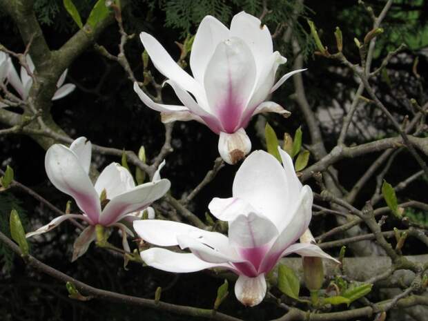 magnolias magnolias