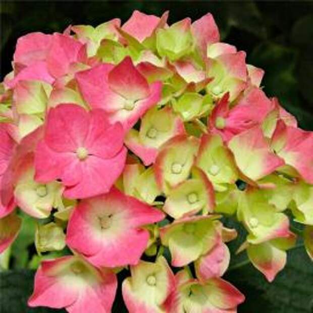 Гортензия крупнолистная (Hydrangea macrophylla)