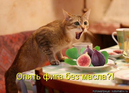 Забавные котоматрицы