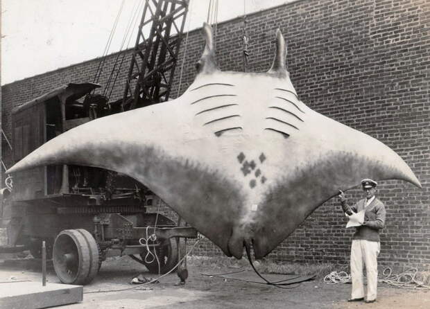 20. «Великий Скат» или «Great Manta», которого поймал капитан Кан, 1933 год. 20. «Великий Скат» или «Great Manta», которого поймал капитан Кан, 1933 год. интересное, исторические фото, история, фото