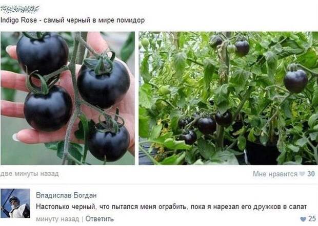 Смешные комментарии из социальных сетей картинки, прикол, соц сети, юмор