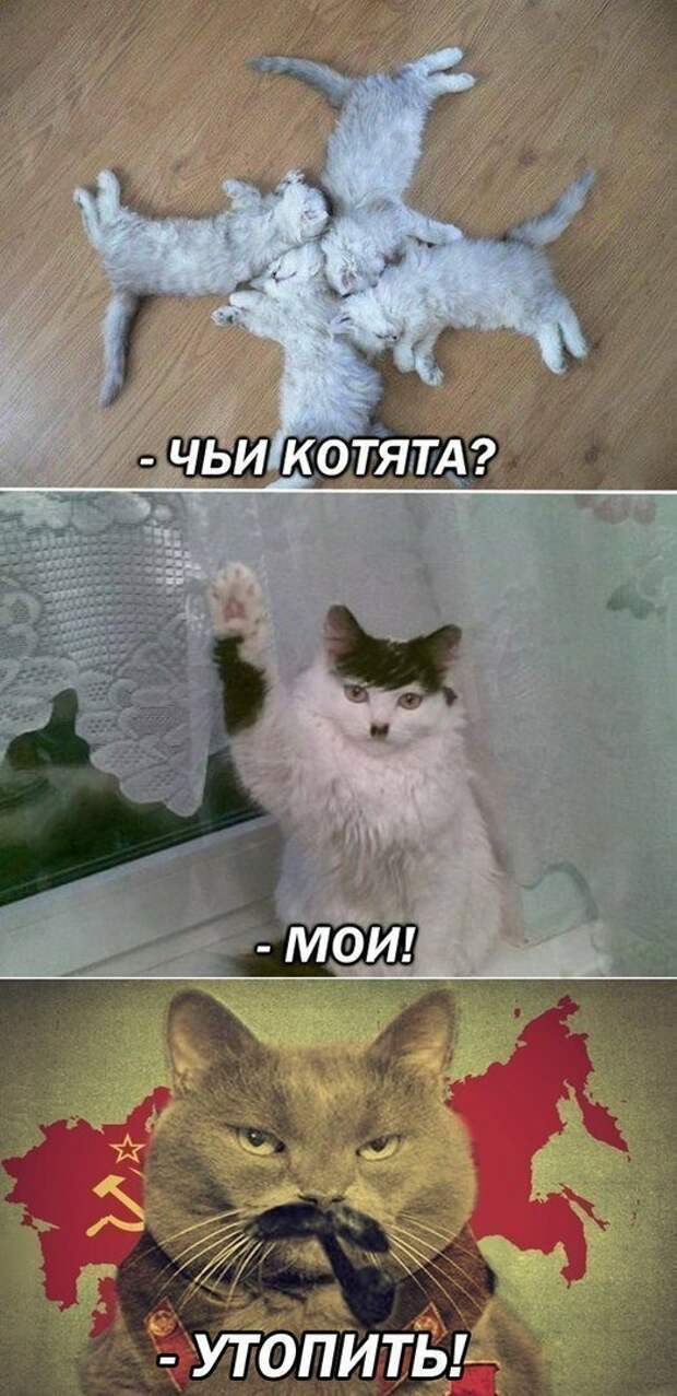 Мемы с котятами с надписями