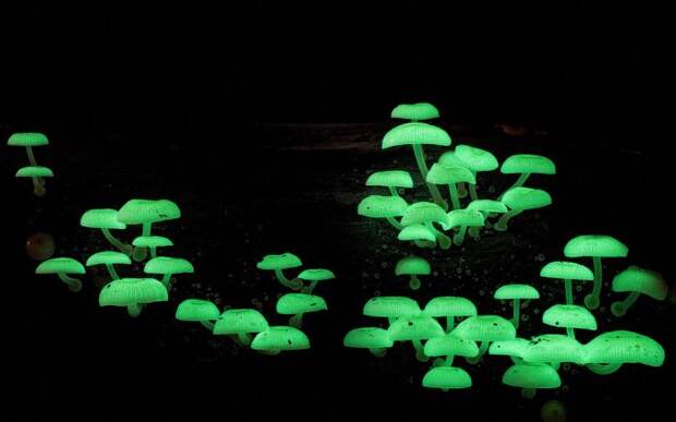 Таинственный мир грибов (26 фото)