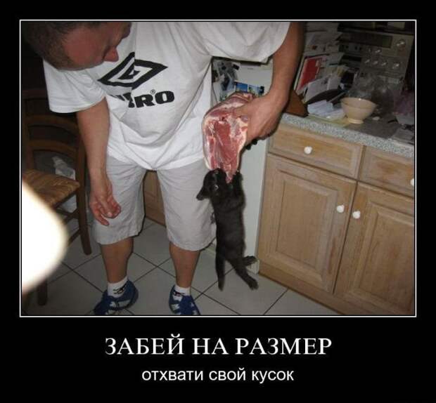 Демотиваторы про животных демотиваторы, животные, прикол, юмор