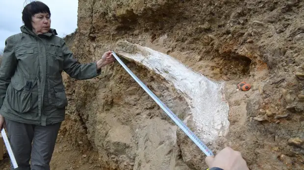 На Ставрополье нашли фрагмент бивня древнего животного