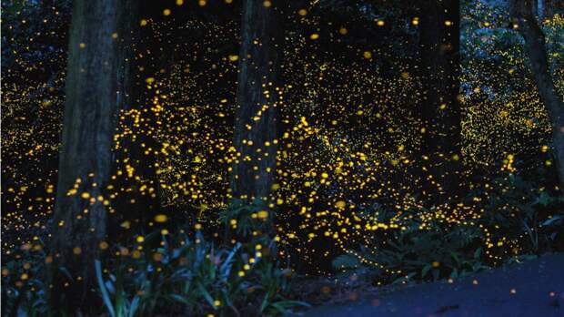 7. Японский лес светлячков красиво, природа, факты