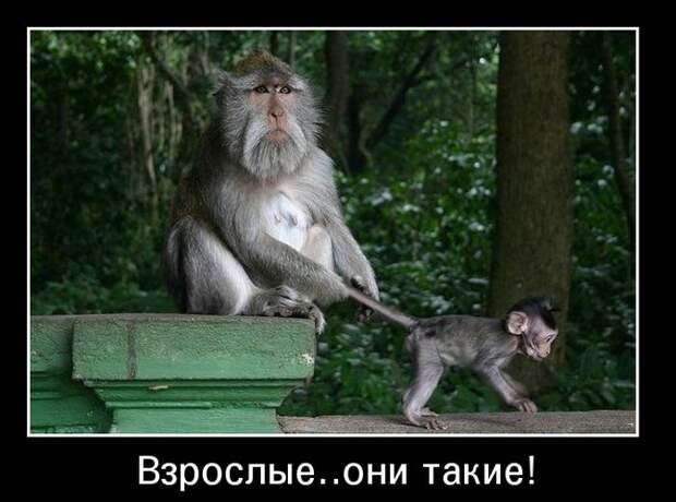 Демотиваторы (30 фото)