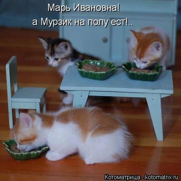 Новая котоматрица (29 фото)