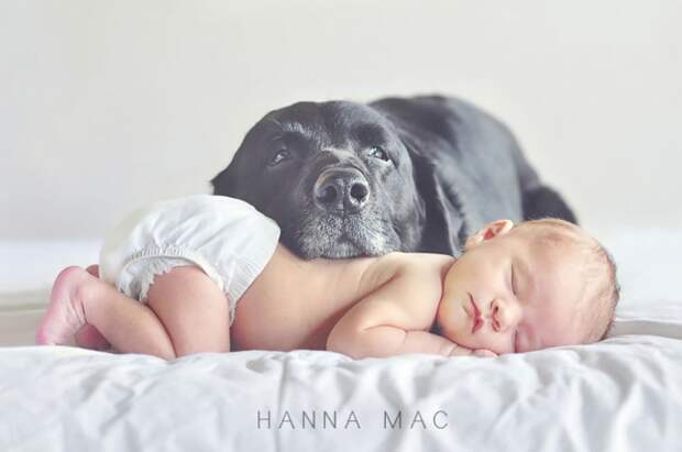 small-babies-children-big-dogs-5__880