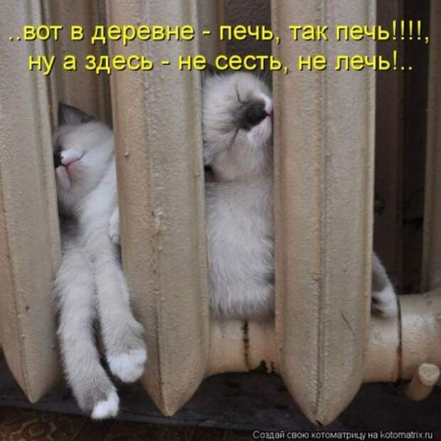 Котоматрица, прикольные коты с надписями.