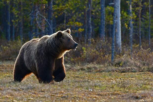 Браконьеры застрелили с вертолета троих медведей в природном заказнике на Камчатке