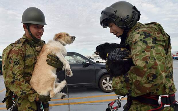 Военнослужащие держат на руках собак, спасенных во время наводнения в Японии. Два тайфуна, обрушившихся на Японию, вызвали сильнейшее наводнение.