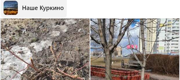 Поврежденный кустарник на Новокуркинком шоссе восстановят до 30 апреля — управа
