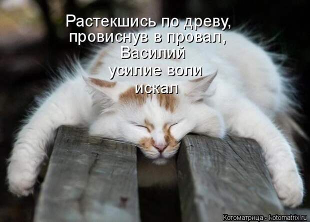 Котоматрица: Василий  усилие воли искал Растекшись по древу, провиснув в провал,