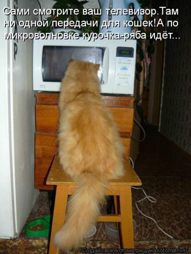 Лучшие котоматрицы недели (50 фото)