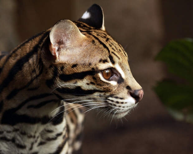 С Днем кошек! С Днем кошек!