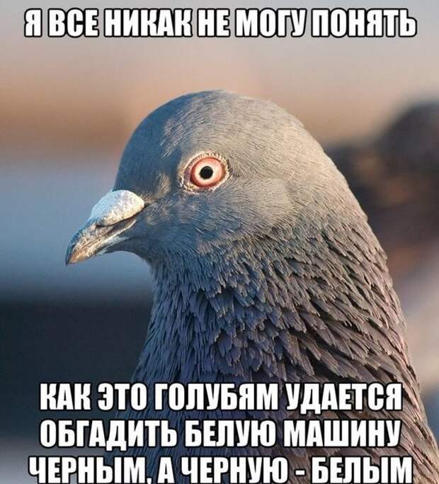 Подборка автоприколов. Часть 76 авто, автоприколы, приколы