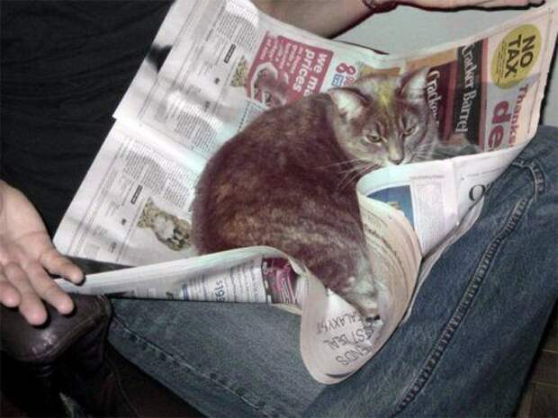 Питомцы, которые мешают читать