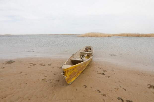 Аральское море: возвращение большой рыбы в небольшой водоём