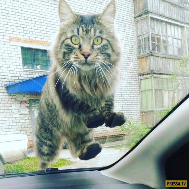 Прикольные фотографии - Субботний выпуск (53 фото)