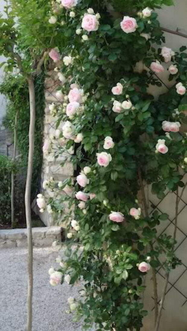 4497432_rosesingardeninspiration43 (340x600, 79Kb)